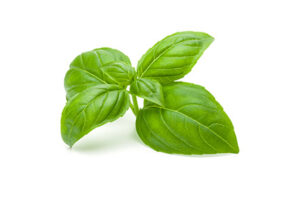 basilico pesto