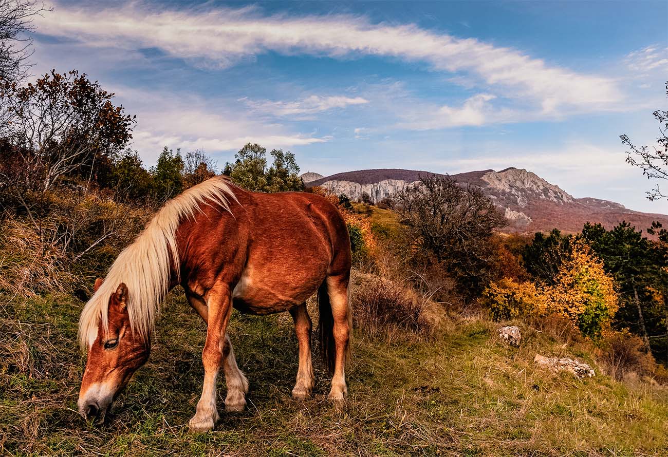 Cavalli selvaggi in Val d'Aveto
