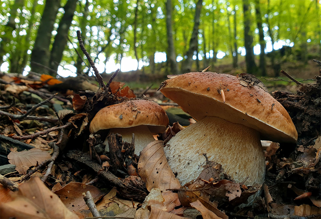News funghi Settembre
